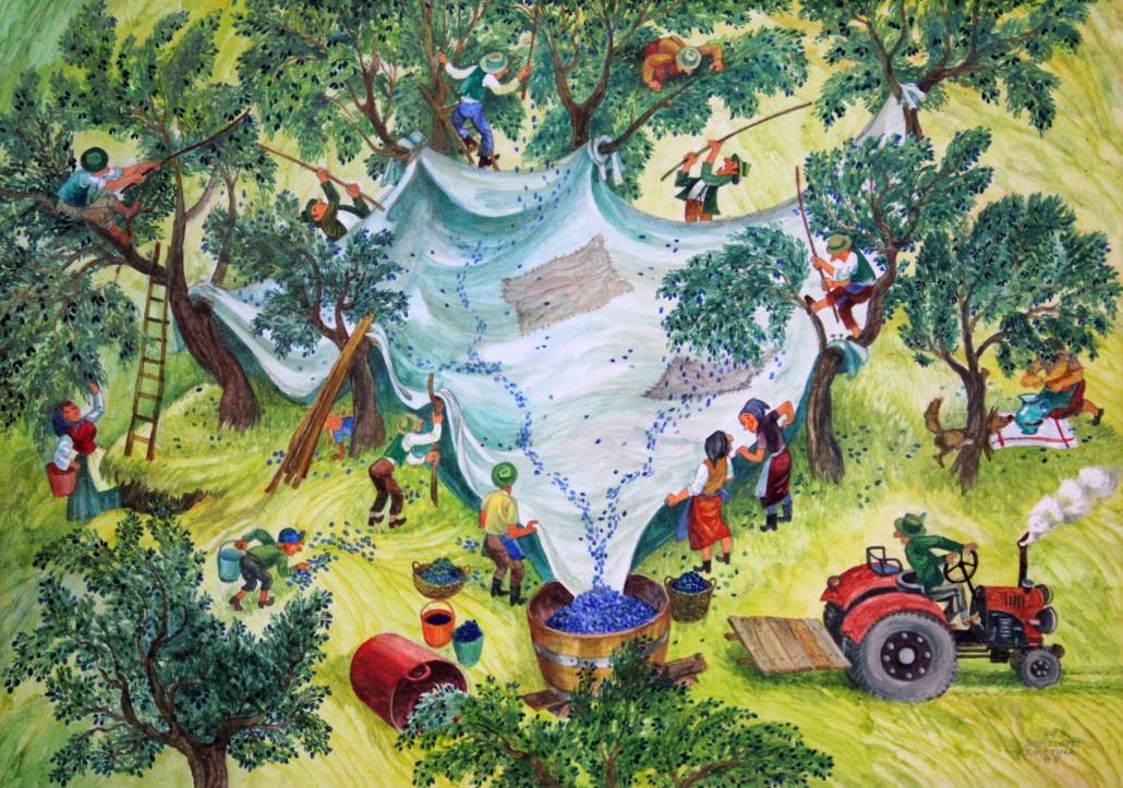 Zwetschken Ernte, ein gutes Zwetschkenjahr